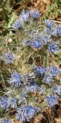 Heterocnemis graeca