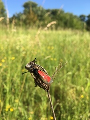 Zygaena purpuralis