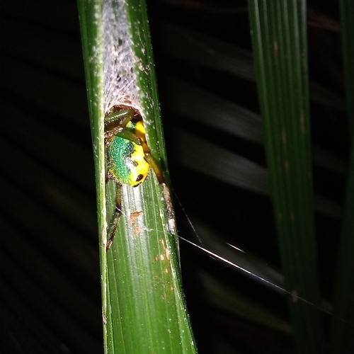 Alpaida truncata