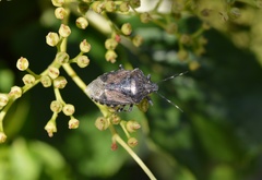 Rhaphigaster nebulosa