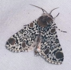 Harrisimemna trisignata