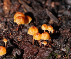 Xeromphalina leonina