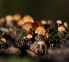 Xeromphalina leonina