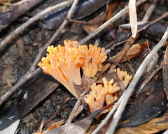 Ramaria anziana
