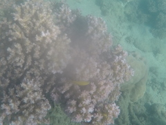 Pomacentrus moluccensis