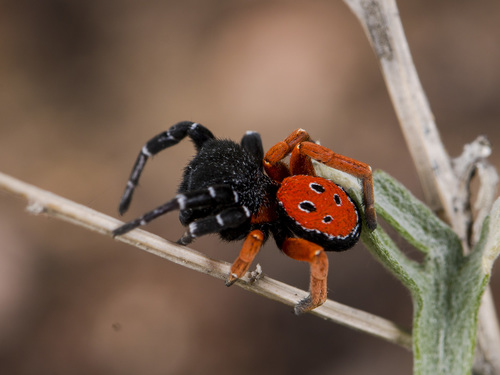 Ladybird Spider