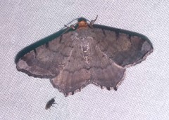 Macaria distribuaria