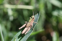 Omocestus