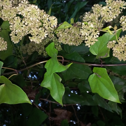 Mikania glomerata (Mikania glomerata)