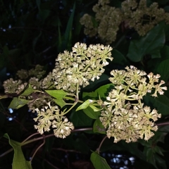 Mikania glomerata, photograph (c) Patrícia Mees, some rights reserved (CC BY)