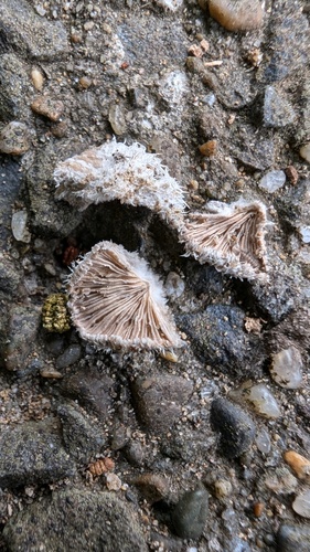 Schizophyllum commune