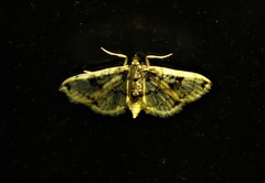 Compacta hirtalis