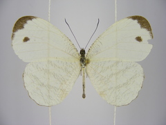 Leptosia alcesta inalcesta