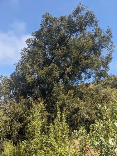 Image of Quercus tomentella by (c) Aaron Kreisberg, some rights reserved (CC BY)