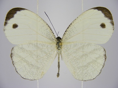 Leptosia marginea