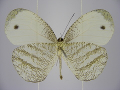 Leptosia marginea