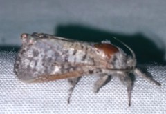 Givira francesca