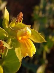 Goodenia panduriformis