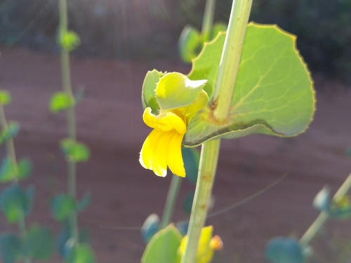 Image of Pindan Poison (Goodenia panduriformis) by (c) SJM McFish, some rights reserved (CC BY-SA)
