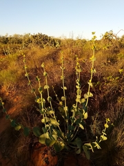 Goodenia panduriformis