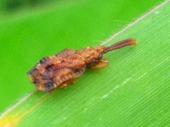 Oncocephala