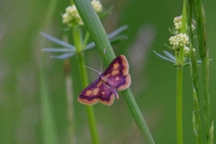 Idaea muricata