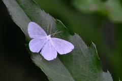 Asthena albulata