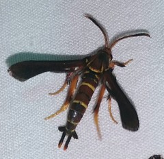 Vitacea polistiformis