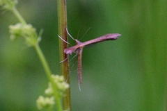 Stenoptilia
