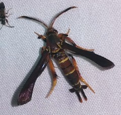 Vitacea polistiformis