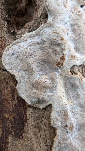 Heterochaete delicata