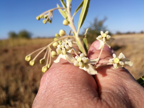 Gomphocarpus fruticosus subsp. rostratus image