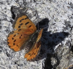 Lycaena cupreus