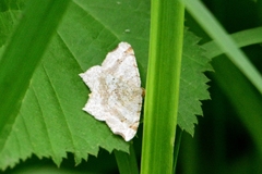 Macaria shanghaisaria