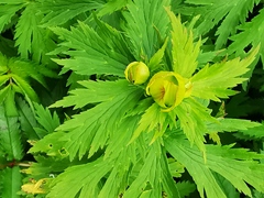 Trollius riederianus