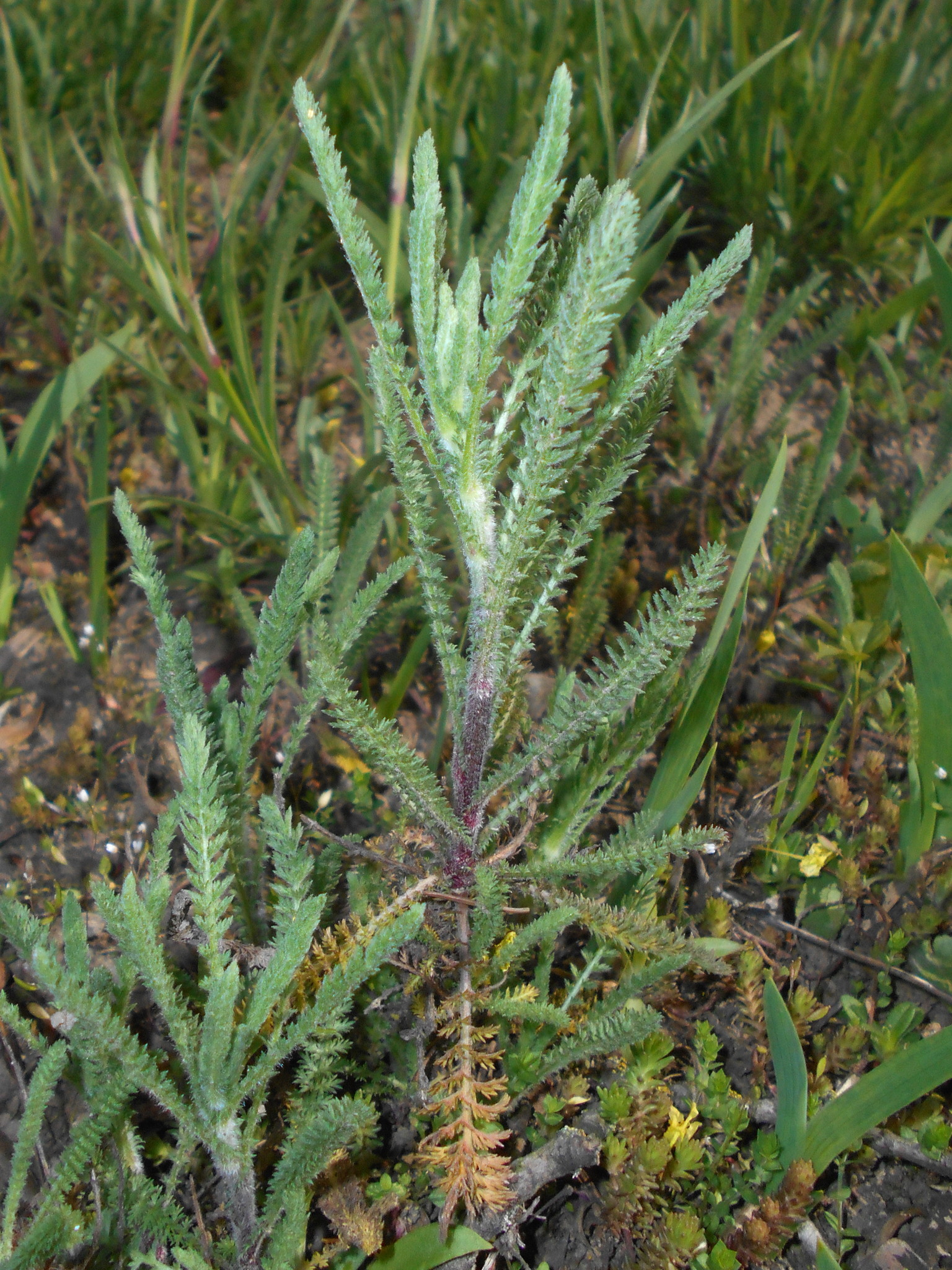 Achillea crithmifolia