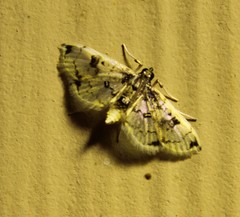 Compacta hirtalis