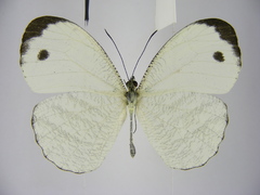 Leptosia marginea