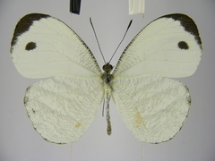 Leptosia marginea