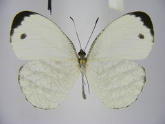 Leptosia marginea