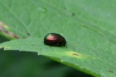 Oreina sulcata basilea