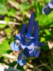 Corydalis ambigua