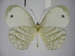 Leptosia marginea