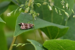 Syricoris lacunana