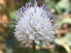 Cephalaria joppensis