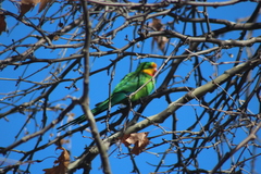 Polytelis swainsonii