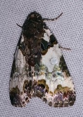 Cerma cerintha