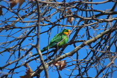 Polytelis swainsonii