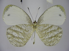 Leptosia marginea