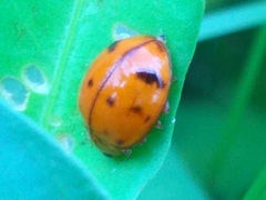 Harmonia octomaculata